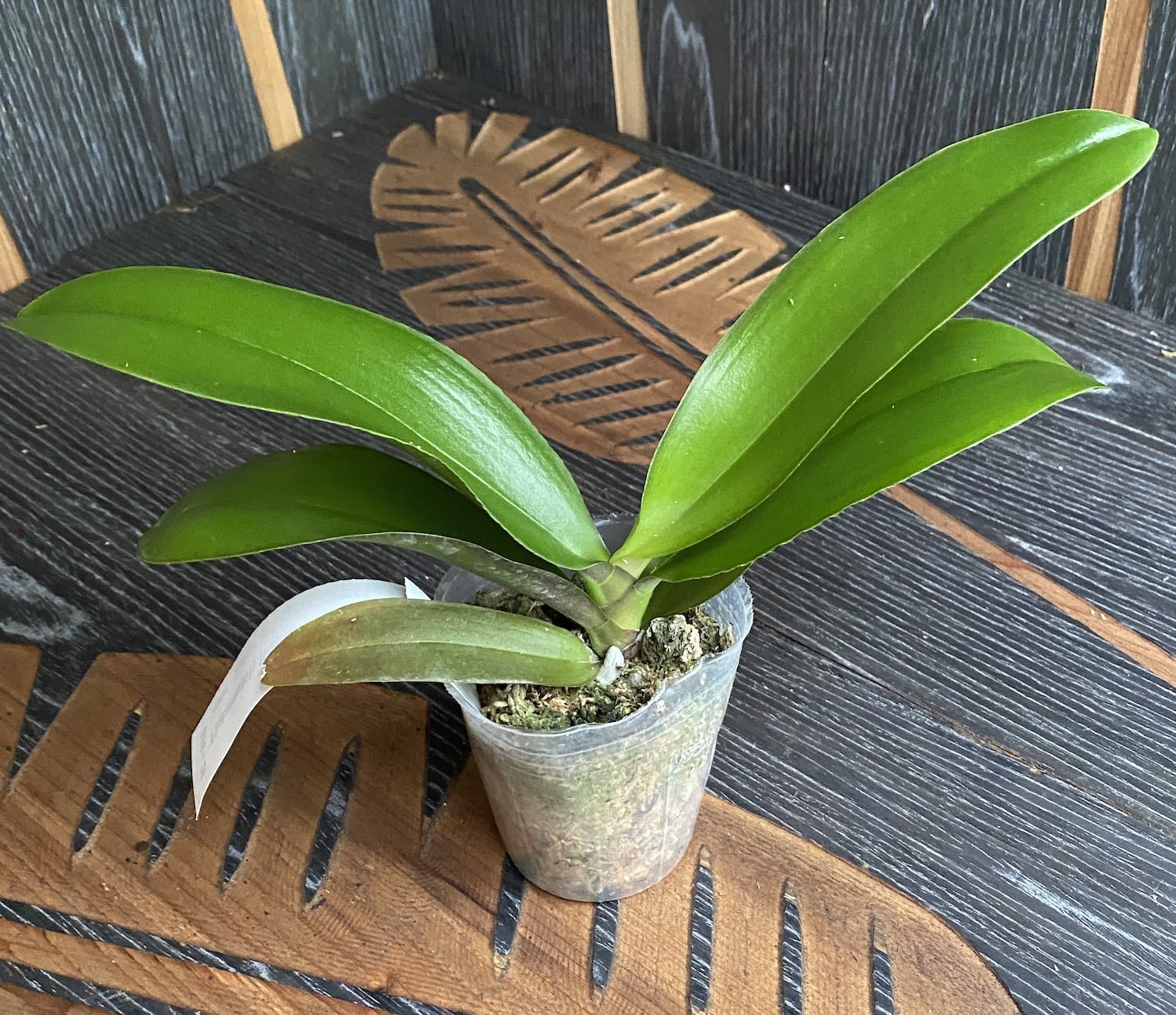 Phalaenopsis Hornglin Süßer Mais