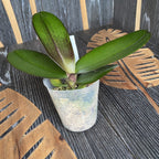 Phalaenopsis Hsinying Kis Lovag 'Voodoo'