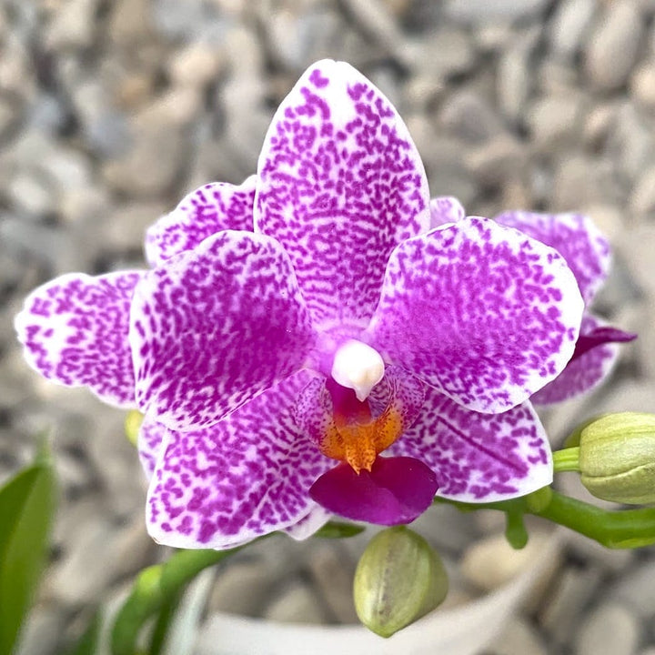 Phalaenopsis Hualien Pink Galaxy