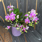 Phalaenopsis Hualien Pink Galaxy voňavá