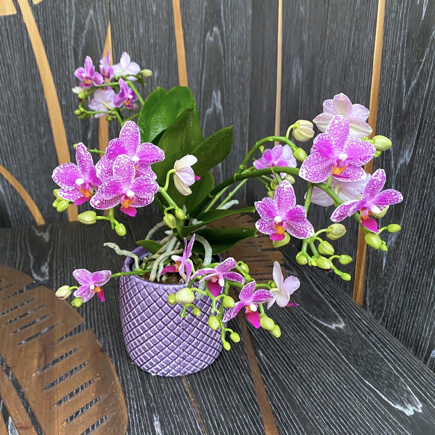 Phalaenopsis Hualien Pink Galaxy parfumata