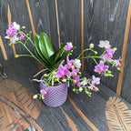 Phalaenopsis Hualien Pink Galaxy voňavá