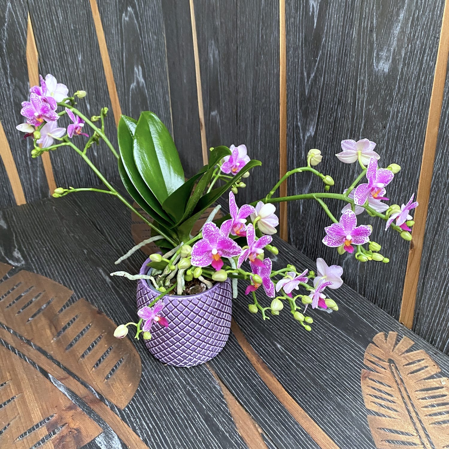 Phalaenopsis Hualien Pink Galaxy parfumata