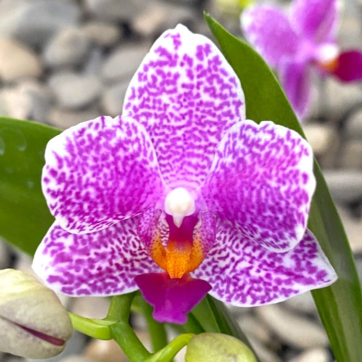 Phalaenopsis Hualien Pink Galaxy