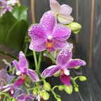 Phalaenopsis Hualien Pink Galaxy voňavá