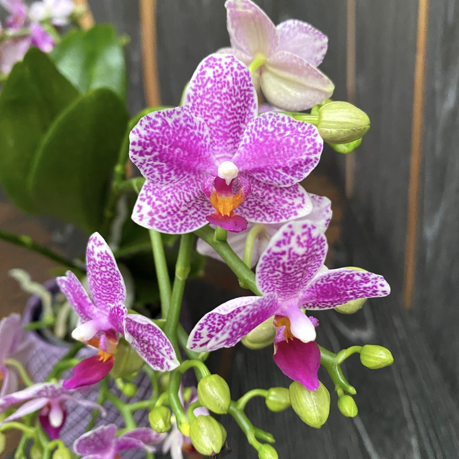 Phalaenopsis Hualien Pink Galaxy parfumata