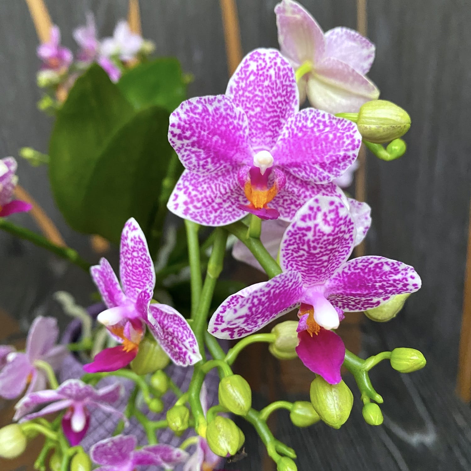 Phalaenopsis Hualien Pink Galaxy parfumata
