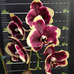 Phalaenopsis I-Hsin Circus
