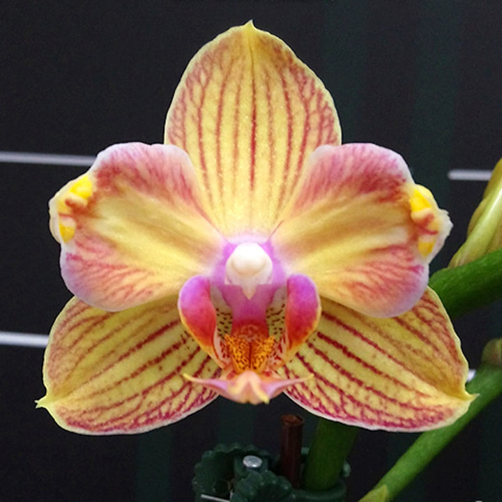 Phalaenopsis I-Hsin Berry Cutie (peloric)