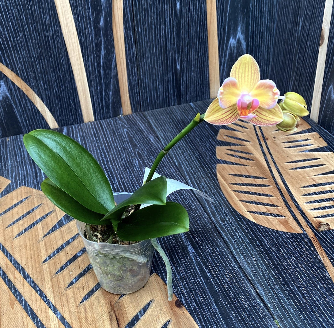 Phalaenopsis I-Hsin Berry Cutie (peloric)