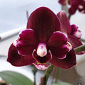 Phalaenopsis I-Hsin Black Soot '490' (peloric)