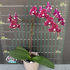 Phalaenopsis I-Hsin Black Soot '490' (peloric)
