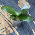 Phalaenopsis I-Hsin Black Soot '490' (peloric)