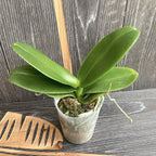 Phalaenopsis I-Hsin Circus