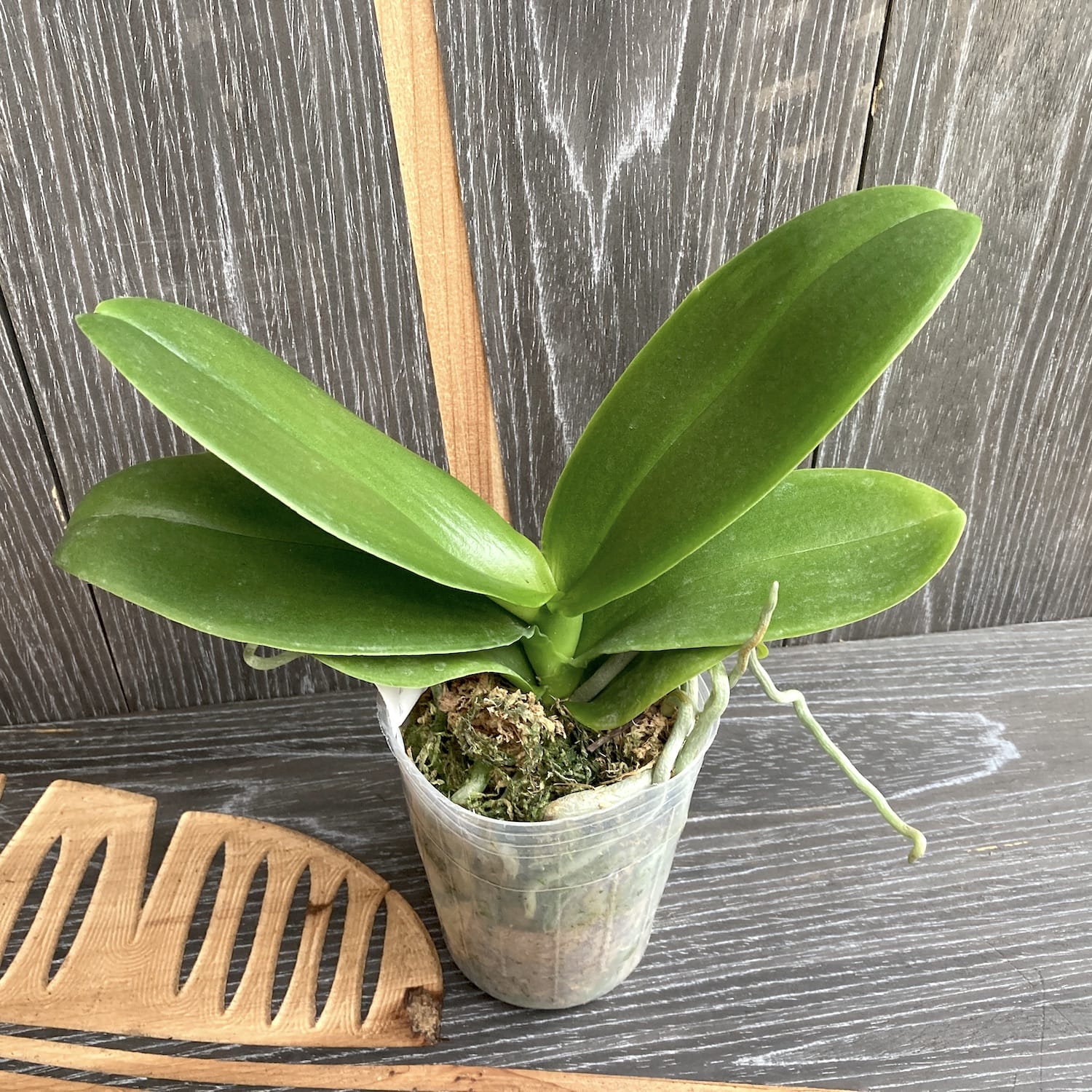 Phalaenopsis I-Hsin Circus