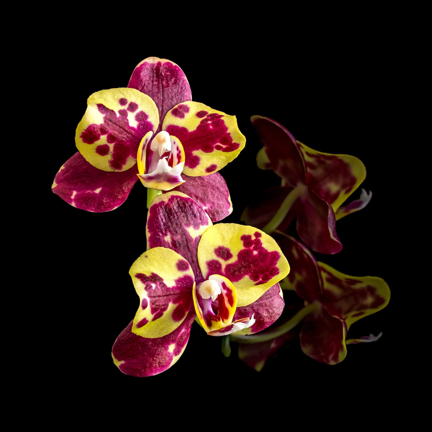 Phalaenopsis I-Hsin Circus