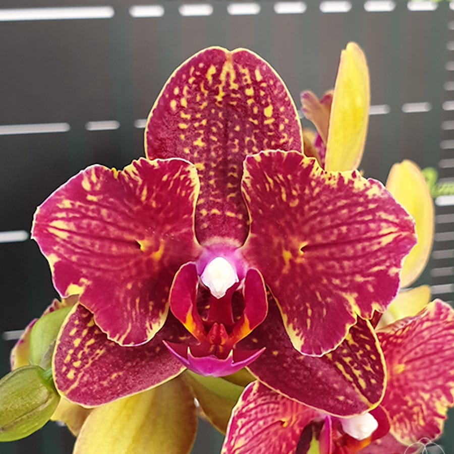 Phalaenopsis I-Hsin Claire '551' (Peloric - Butterfly)