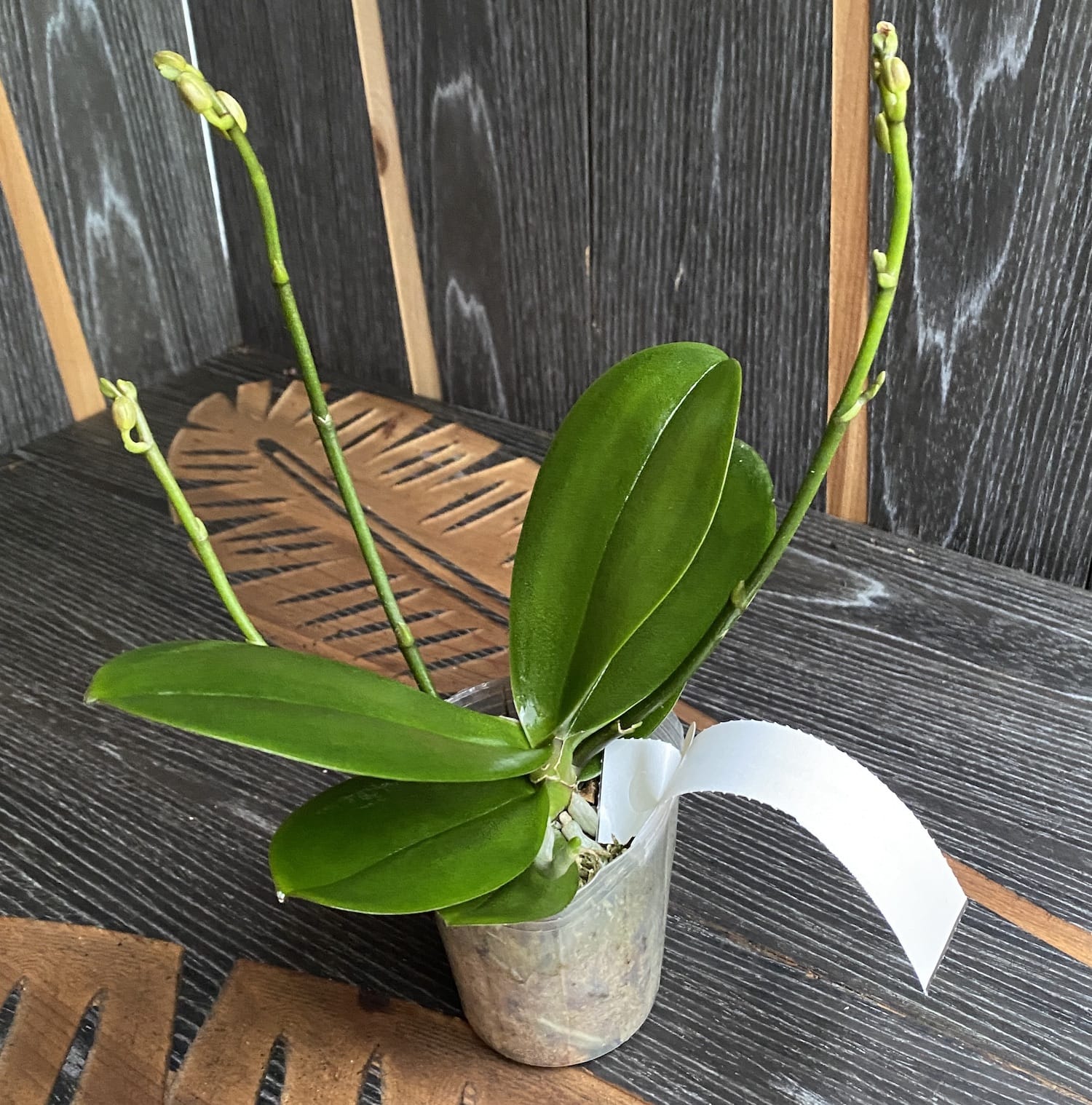 Phalaenopsis I-Hsin Confetio '437' (peloric)