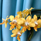 Phalaenopsis I-Hsin Samuel