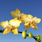 Phalaenopsis I-Hsin Samuel