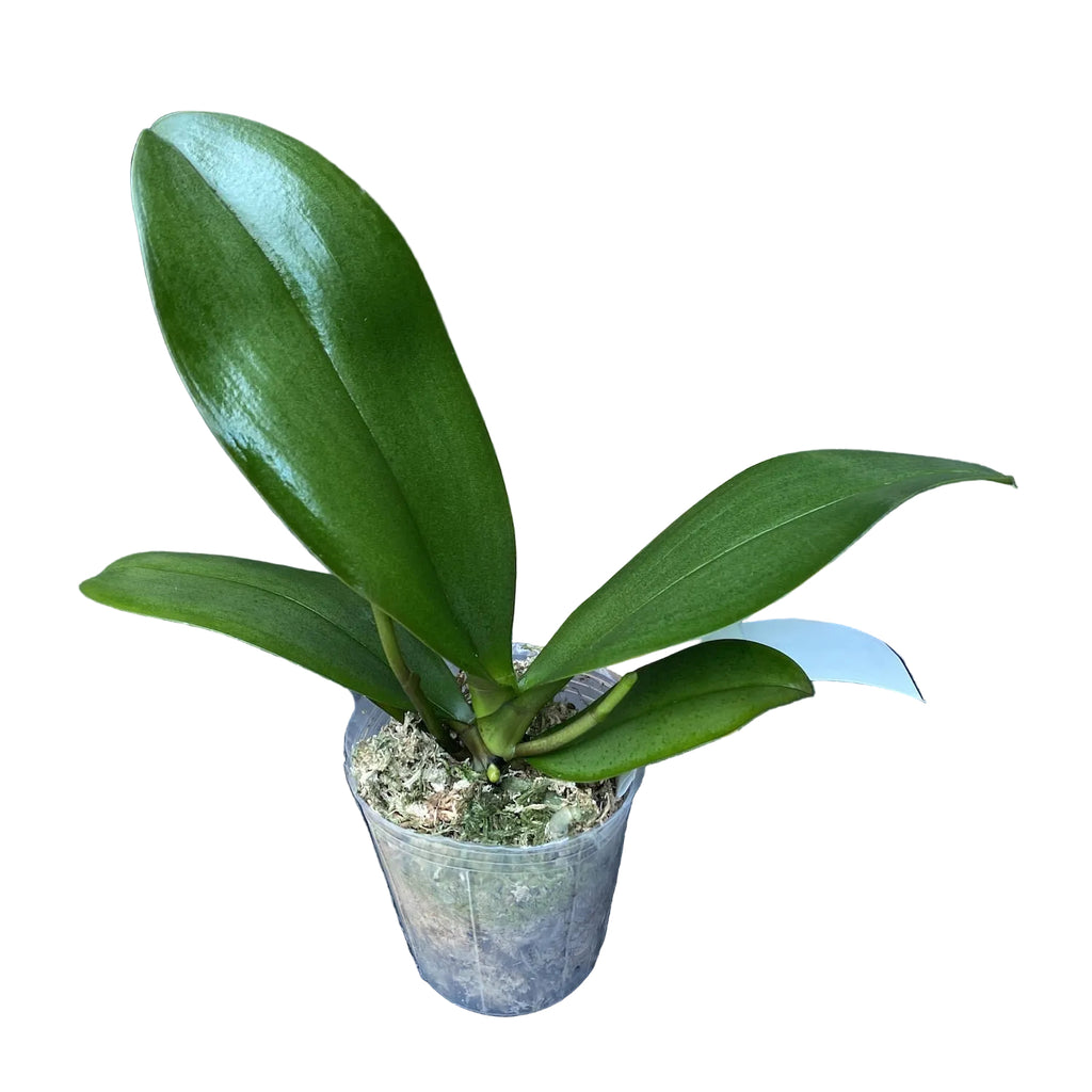 Phalaenopsis I-Hsin Samuel