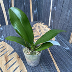 Phalaenopsis I-Hsin Samuel