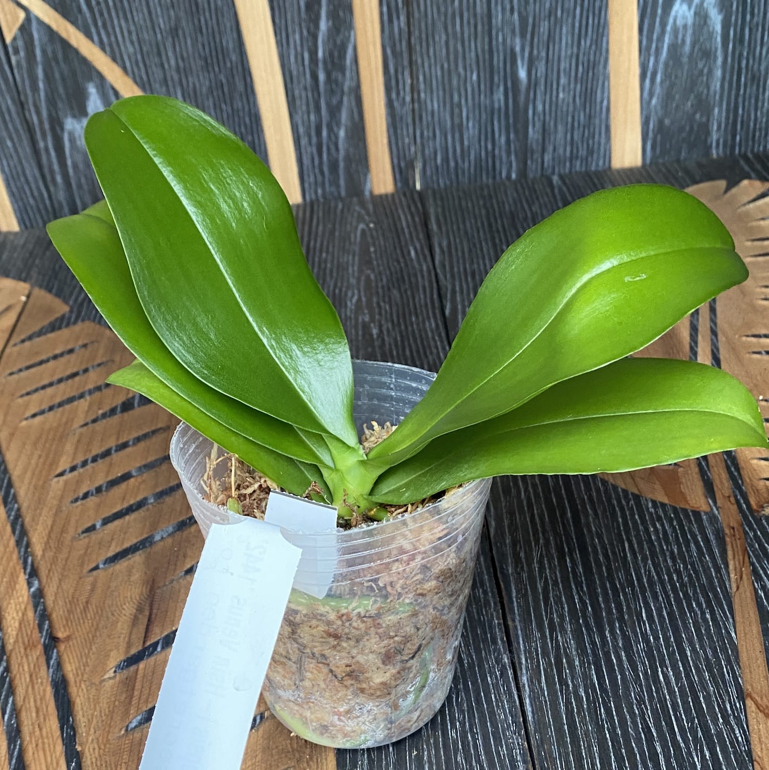 Phalaenopsis I-Hsin Venus '1442' - légèrement parfumée