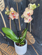 Phalaenopsis Imola