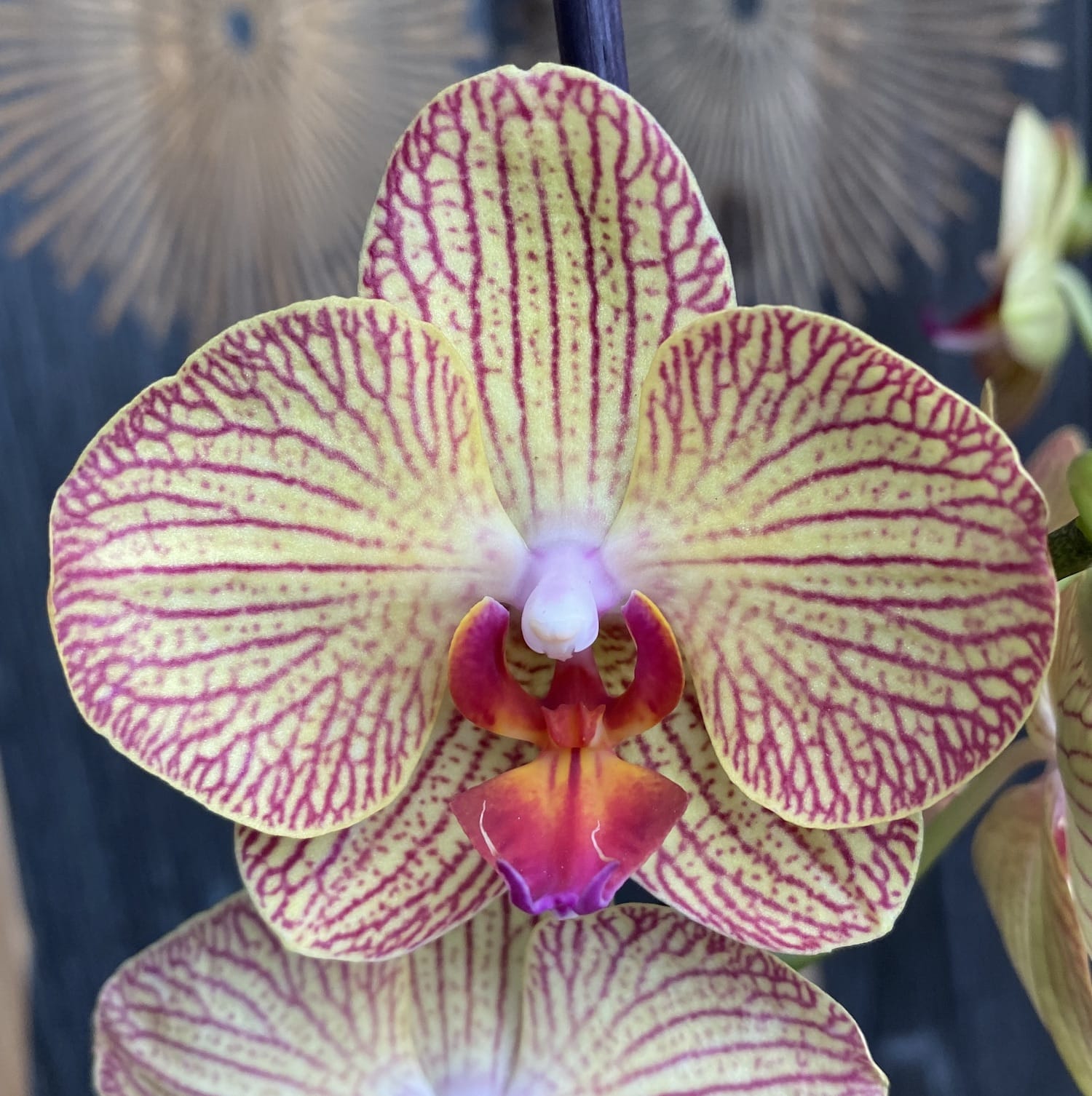 Phalaenopsis Imola