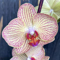 Phalaenopsis Imola