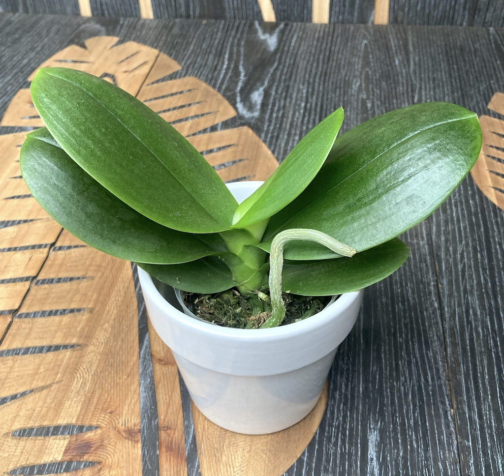Phalaenopsis Jc Red Peacock (pélorique - 3 lèvres) *parfumé