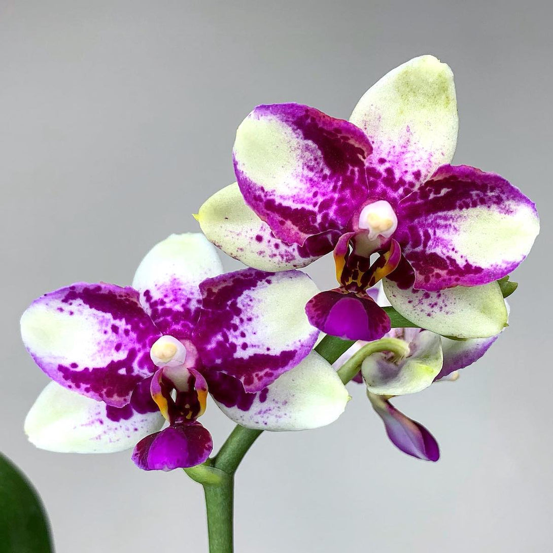 Phalaenopsis Jia Ho Summer Love