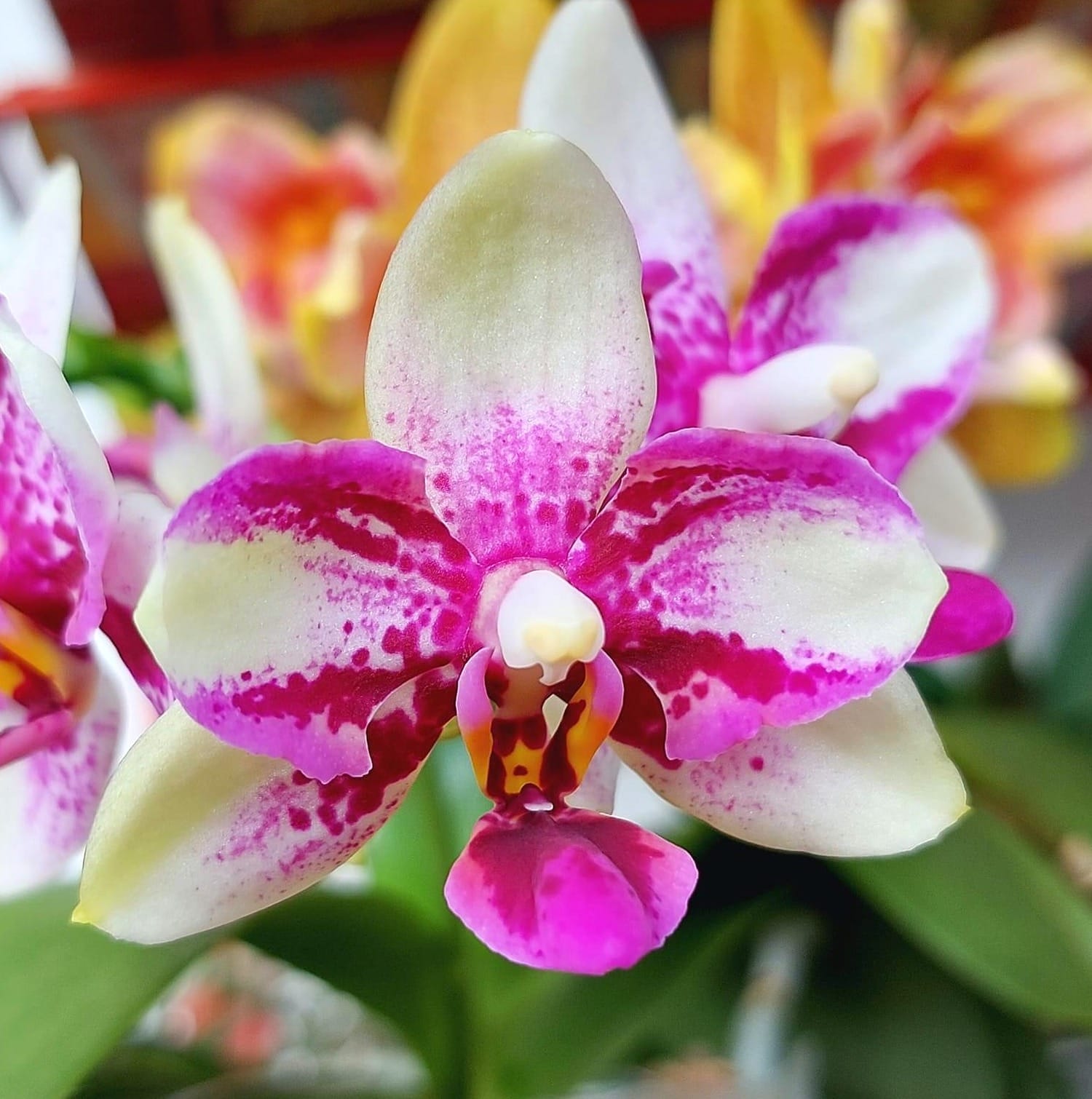 Phalaenopsis Jia Ho Summer Love - fragrant