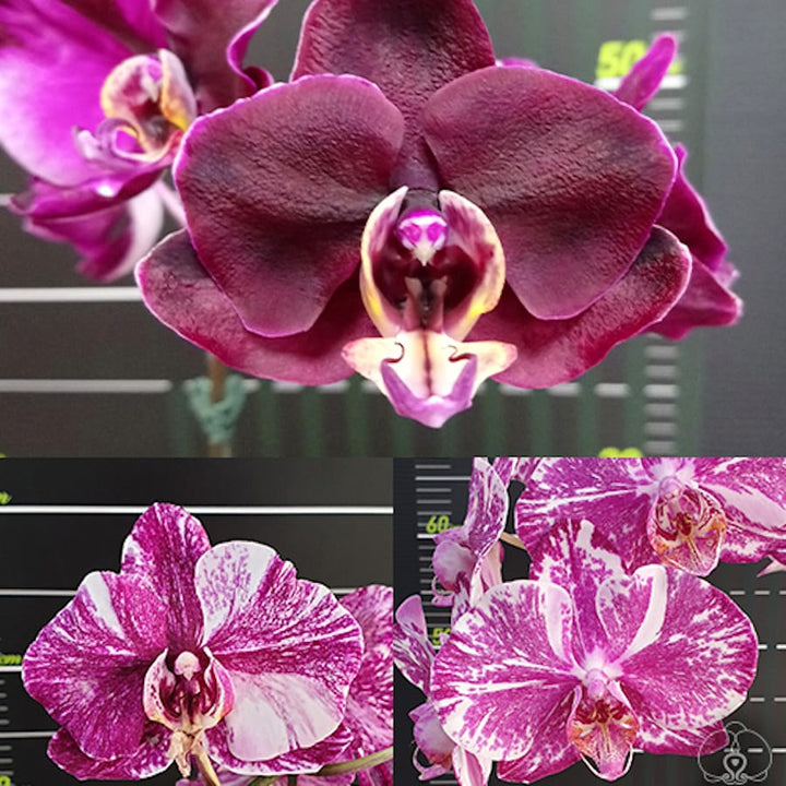 Phalaenopsis Jincheng Pink Leopard