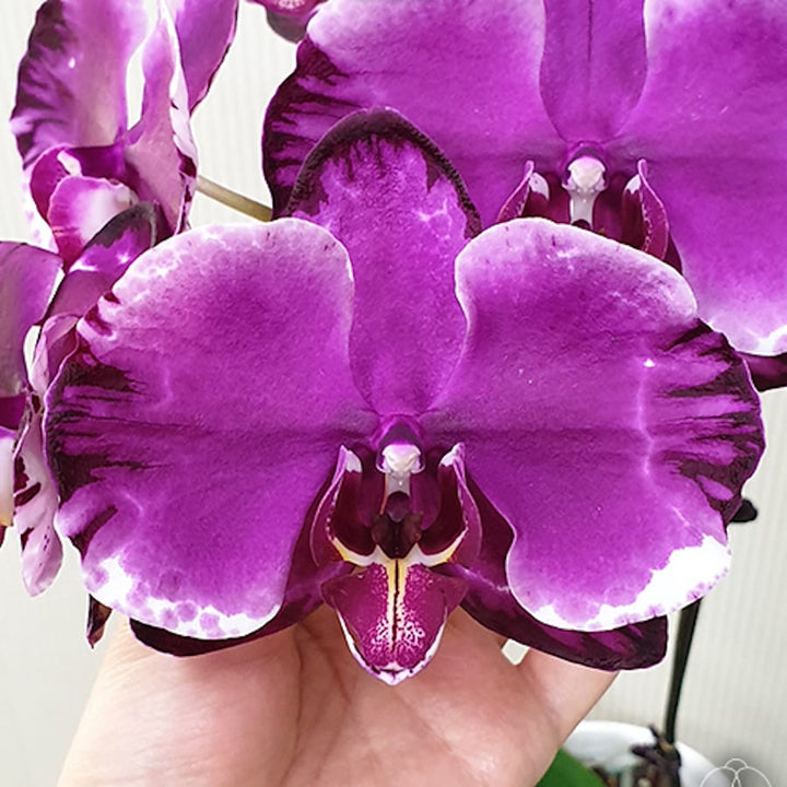 Phalaenopsis Jincheng Pink Leopard