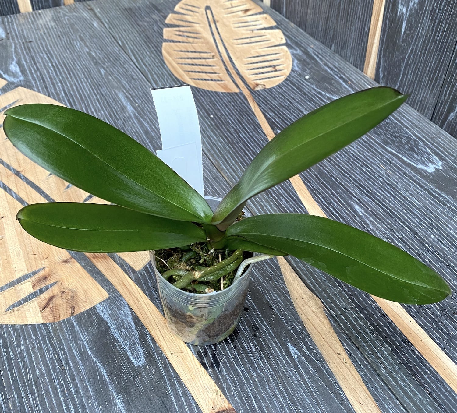 Phalaenopsis Jincheng Pink Leopard