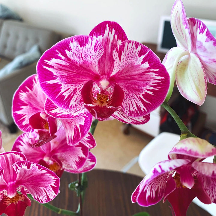 Phalaenopsis Jiuhbao Red Rose