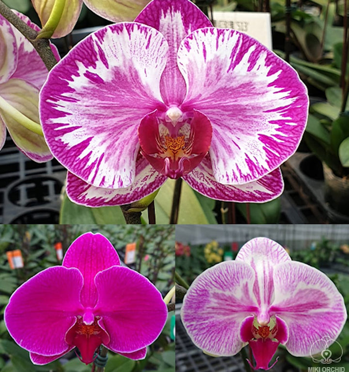 Phalaenopsis Jiuhbao Red Rose