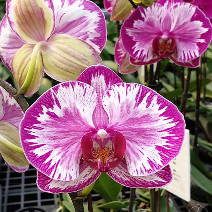 Phalaenopsis Jiuhbao Red Rose