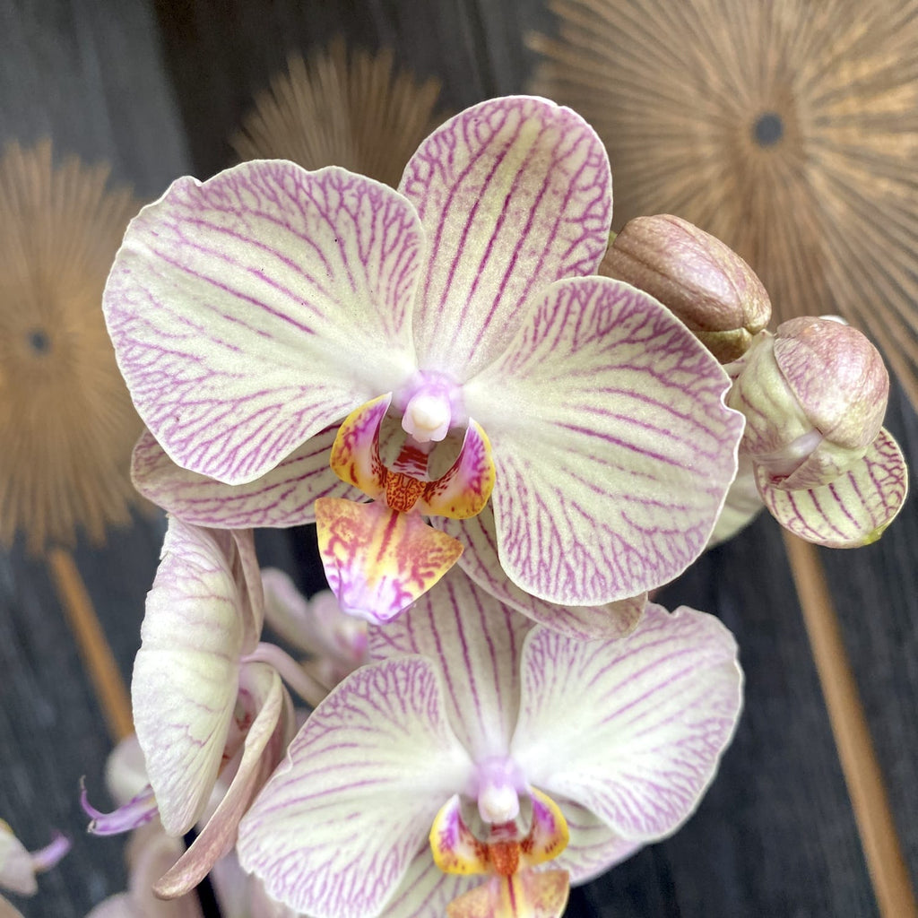 Phalaenopsis Jive