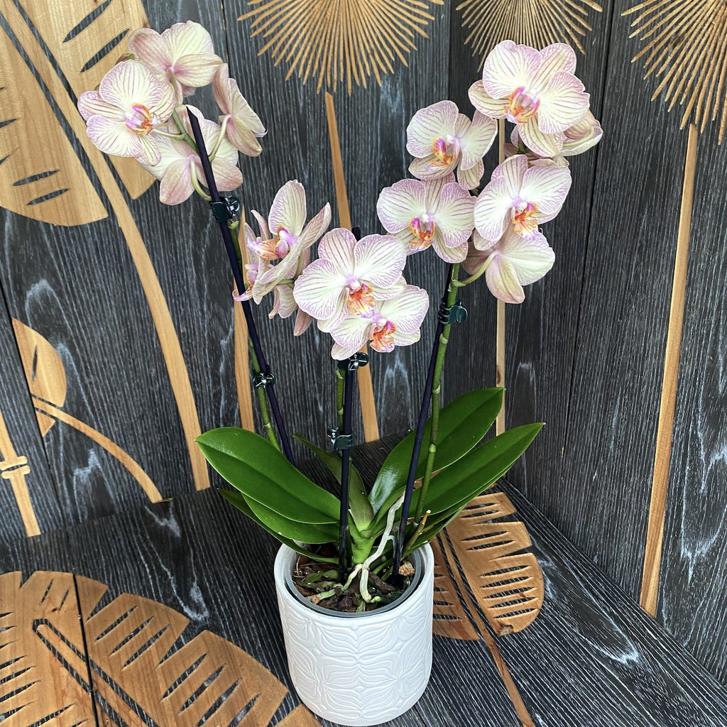Phalaenopsis Jive