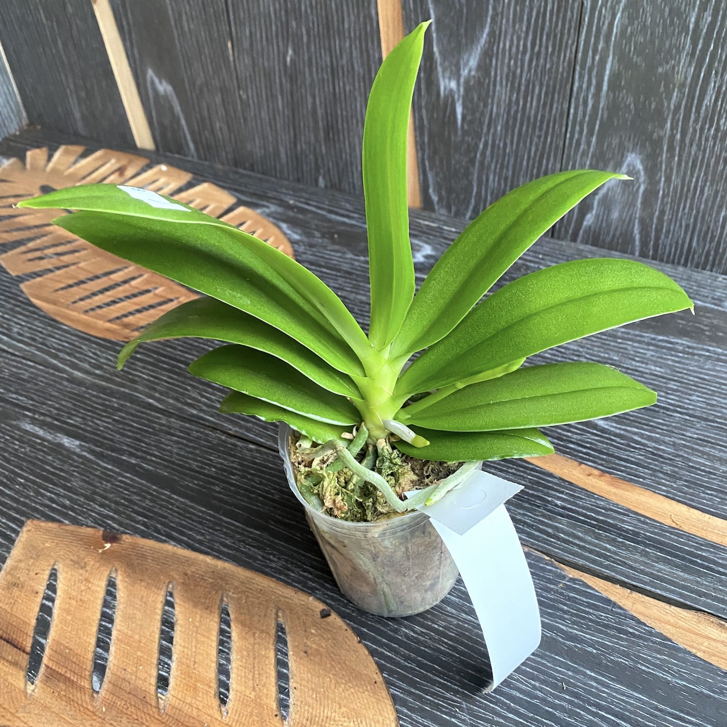 Phalaenopsis Joy Fairy Tale (pelorisk - fjäril) - doftande