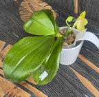 Phalaenopsis Joy Spring Canary 'Joy' intensément parfumée