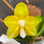 Phalaenopsis Joy Spring Canary 'Joy' intensément parfumée
