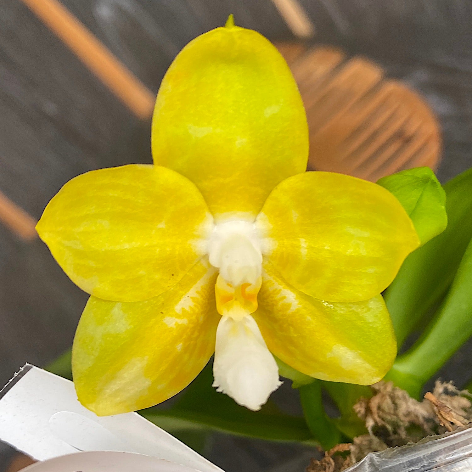 Phalaenopsis Joy Spring Canary 'Joy' intensiv duftend