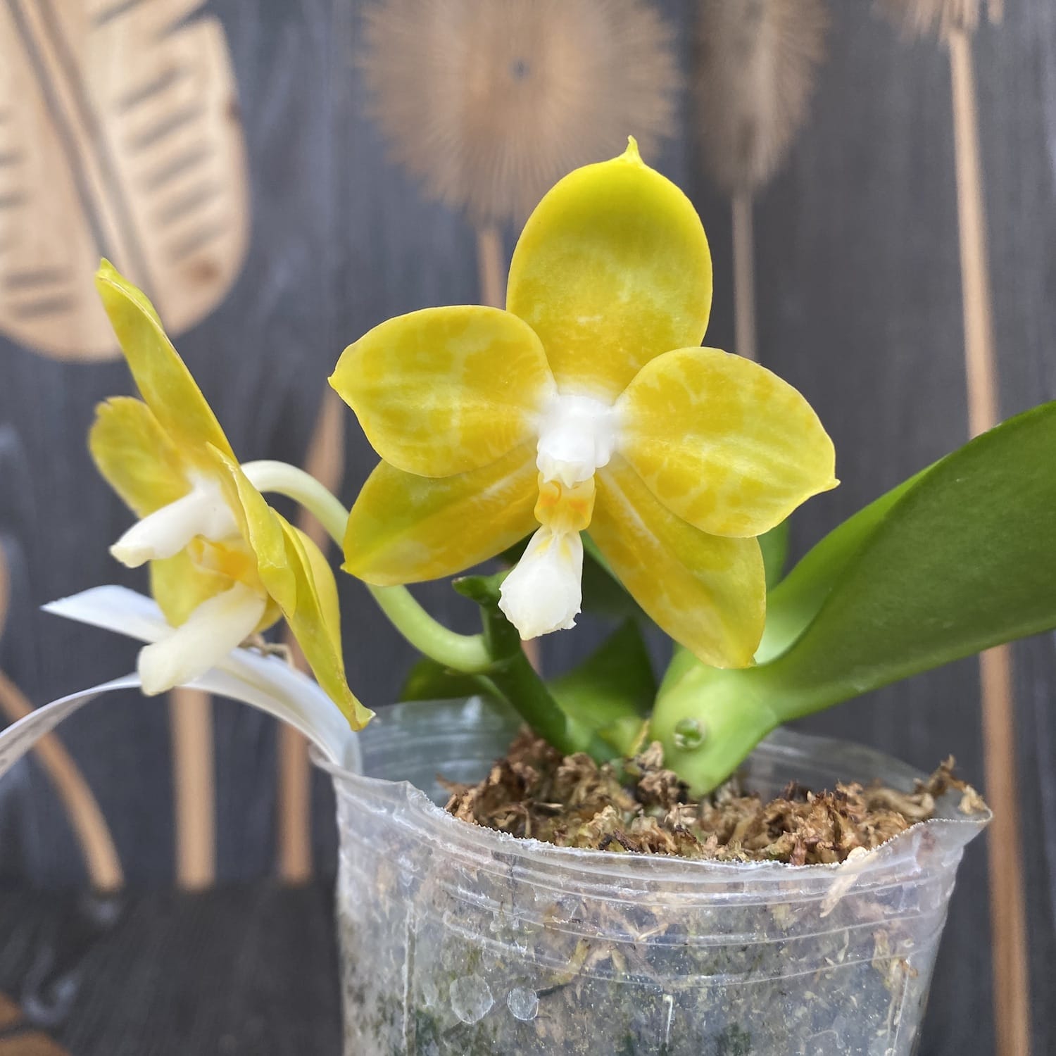 Phalaenopsis Joy Spring Canary 'Joy' intensiv duftend