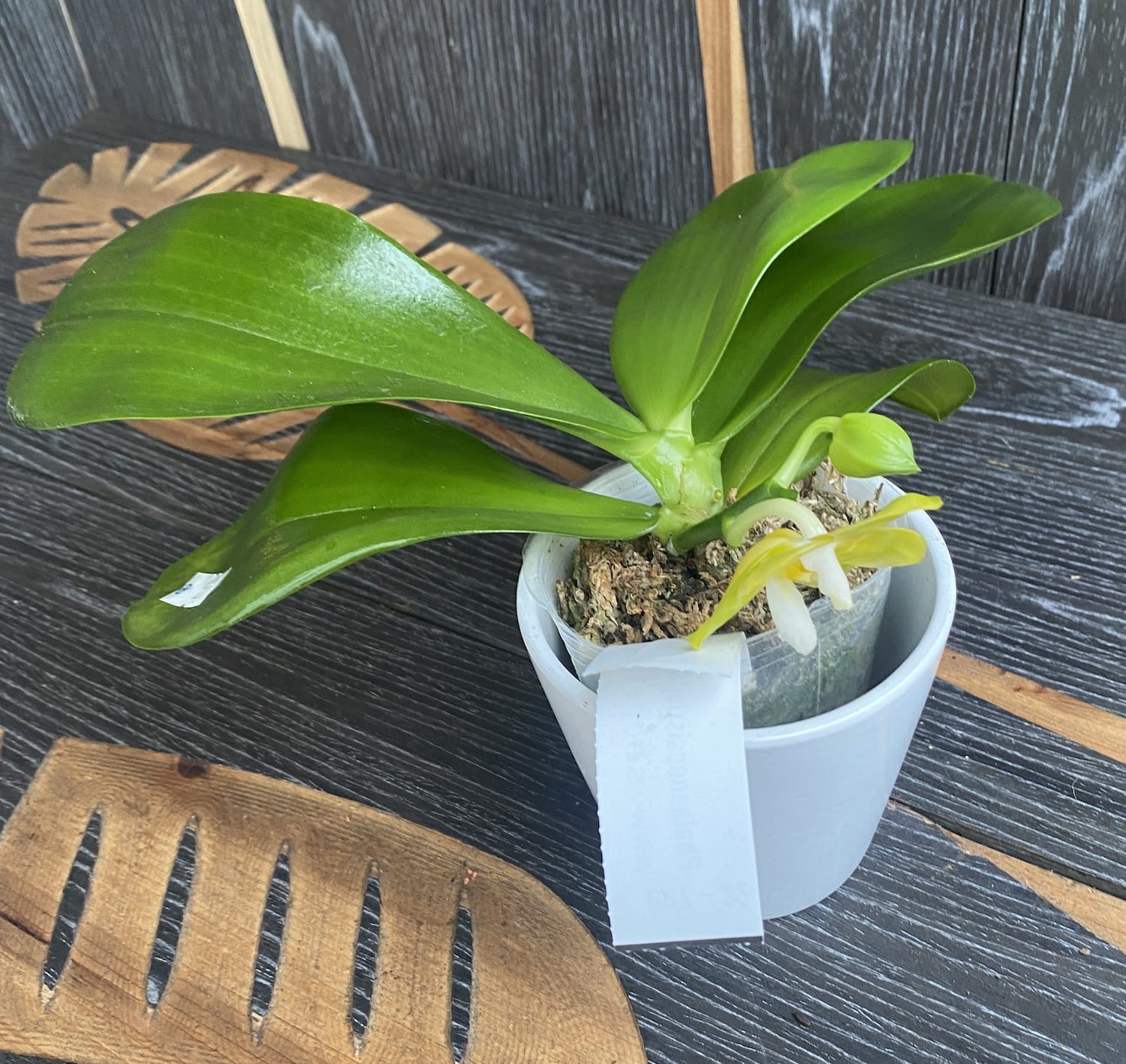 Phalaenopsis Joy Spring Canary 'Joy' intensiv duftend