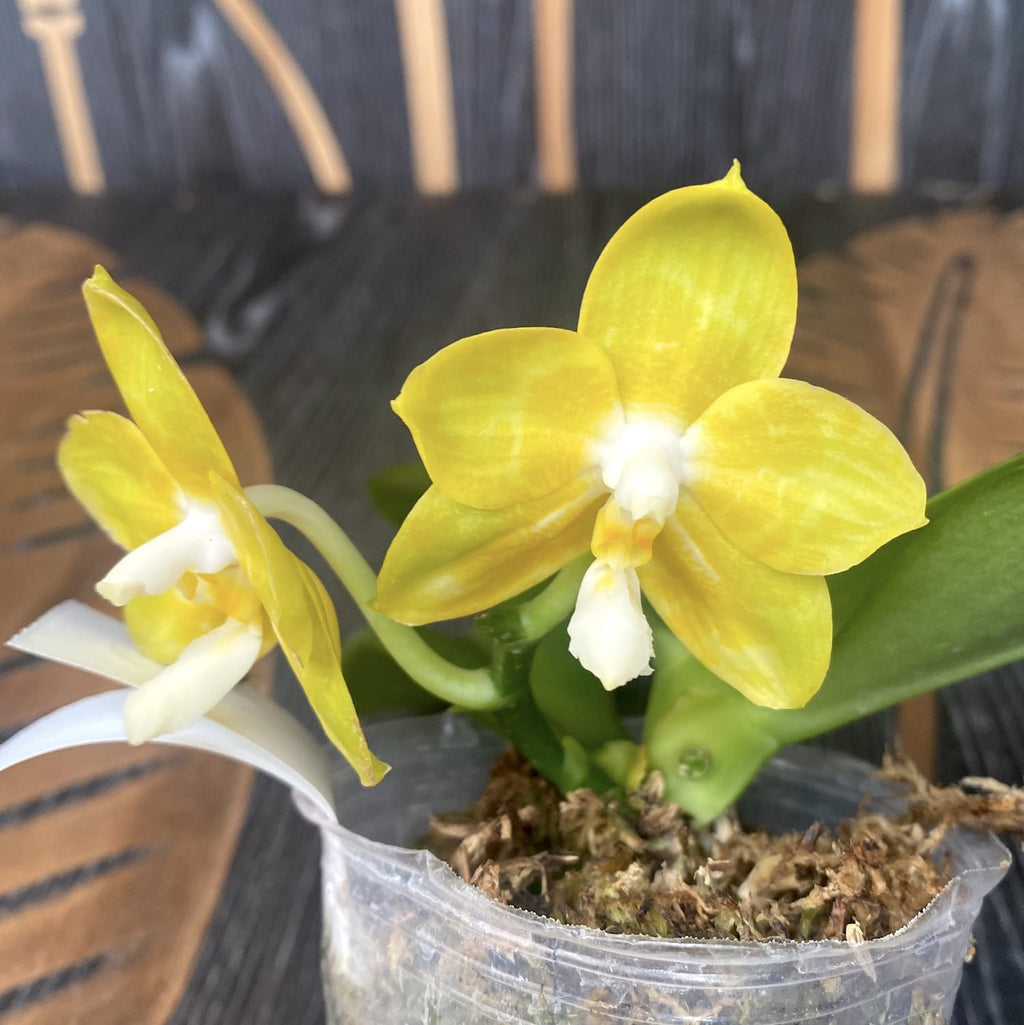 Phalaenopsis Joy Spring Canary 'Joy' интензивно ароматна