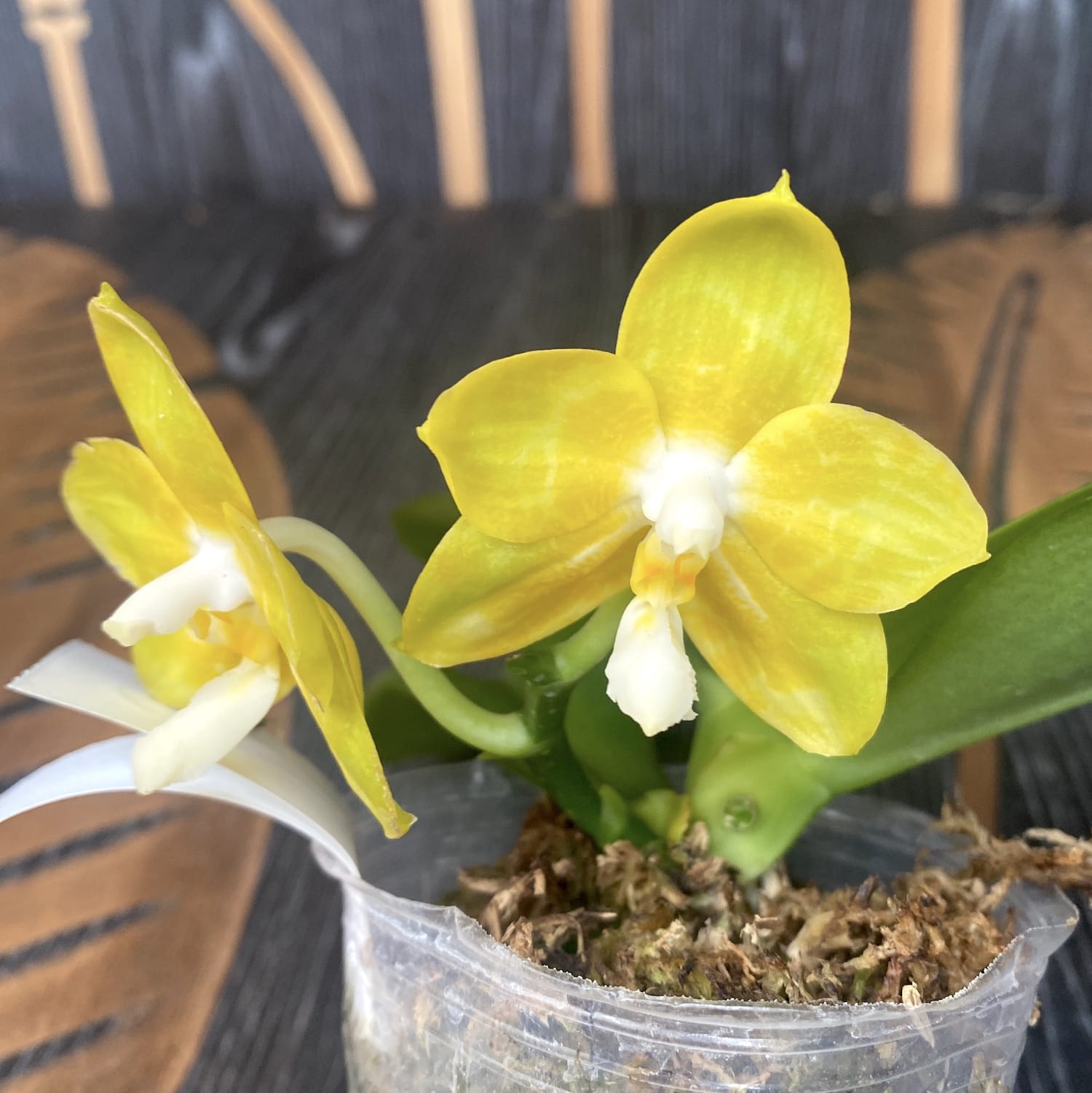 Phalaenopsis Joy Spring Canary 'Joy' intensiv duftend