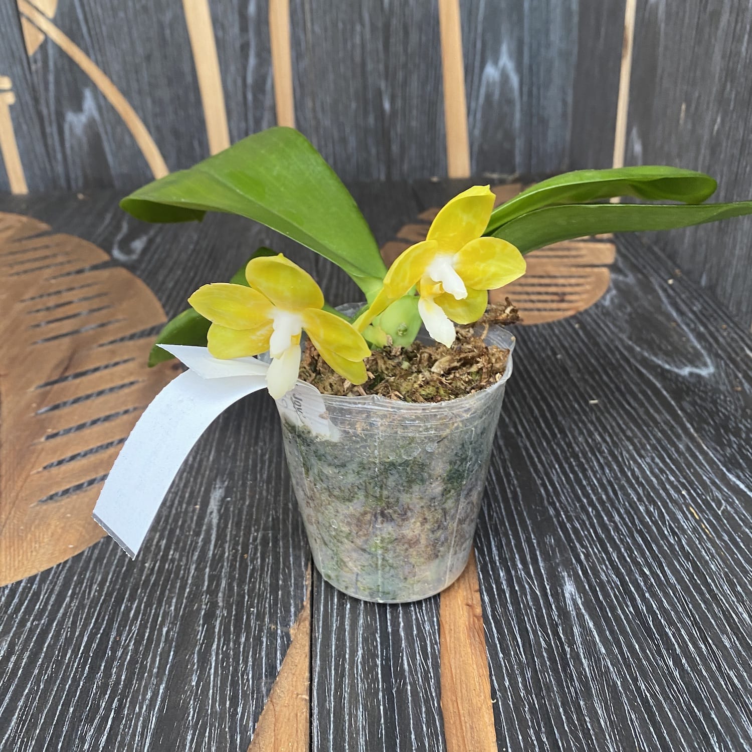 Phalaenopsis Joy Spring Canary 'Joy' intensiv duftend